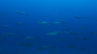 巨大イソマグロ大群!