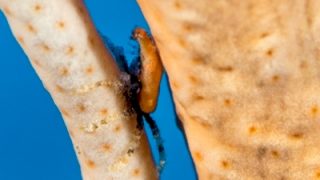 おでぶヒメヒラタカエルアンコウ
