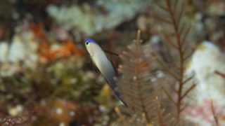 モンツキカエルウオの楽園