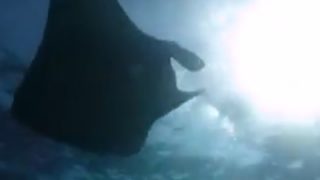 2年ぶりマンタ当たり年?