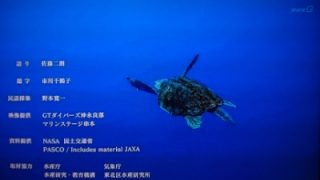 アカウミガメの映像解禁
