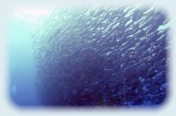 ギンガメトルネード沖永良部01 GingameTornado01 ギンガメトルネードの潜り方