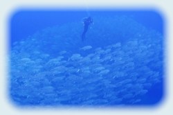 ギンガメトルネード沖永良部03 GingameTornado03 ギンガメトルネードの潜り方
