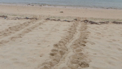 20110522-08ウミガメの足跡