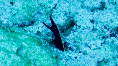 20111010-08ハナヒゲウツボの幼魚