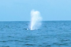 沖永良部島のダイビングとホエールウォッチングクジラブロウ