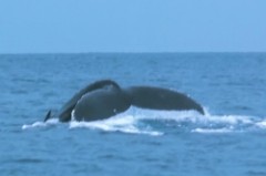 沖永良部島のダイビングとホエールウォッチングフルークダウン