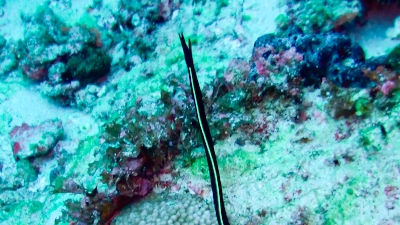 20111110-03ハナヒゲウツボの幼魚