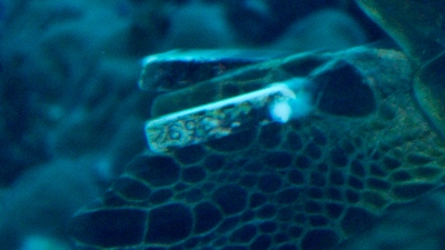 20111220-06アオウミガメのタグ