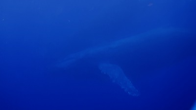 20110117153733(3)ザトウクジラ