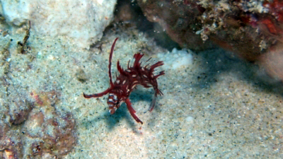 20110118-24オビテンスモドキ幼魚