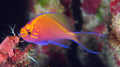 20110214-04ハナゴンベ幼魚