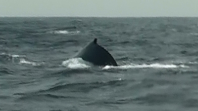 20110315-06ザトウクジラ