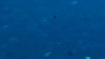 20120113-03ギンガメの群れ