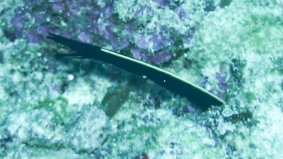 20120114-02ハナヒゲウツボ幼魚