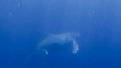 20120126-03ザトウクジラ