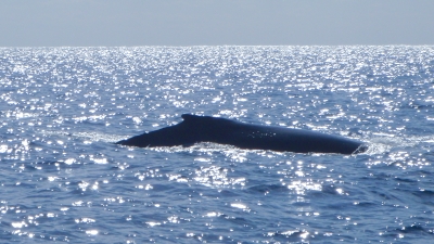20120126-04ザトウクジラ