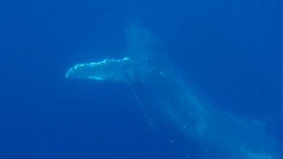 20120204-04ザトウクジラ
