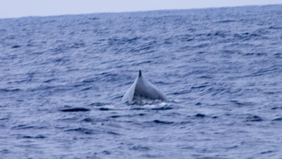 20120303-07ザトウクジラ