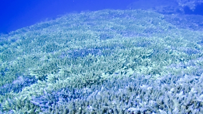 20120305-05サンゴの群生