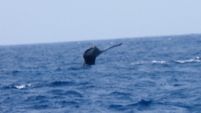 20120322-01ザトウクジラ