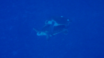 20120420-05アカウミガメの交尾
