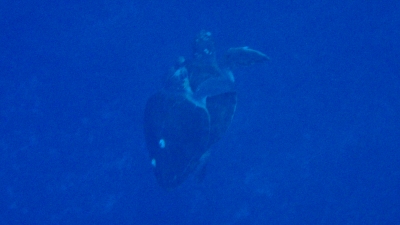 20120420-06アカウミガメの交尾