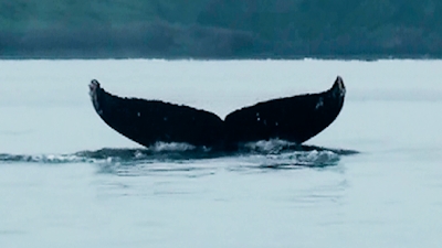 20120427-01ザトウクジラ
