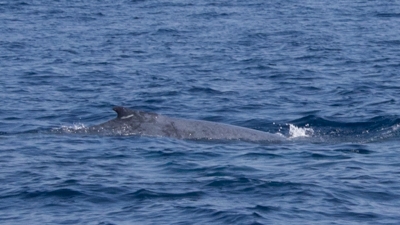ザトウクジラの赤ちゃん
