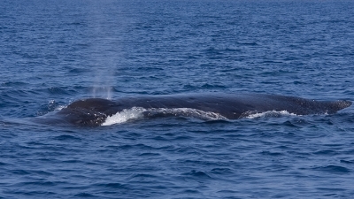ザトウクジラのブロウ