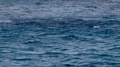 船から見えるギンガメアジの大群