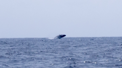 ザトウクジラのブリーチ