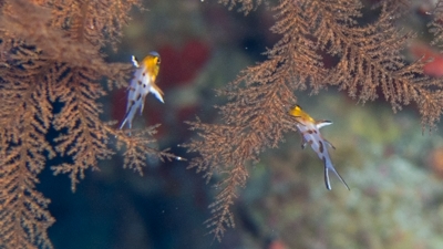 ヒオドシベラ幼魚