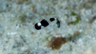 アジアコショウダイ幼魚