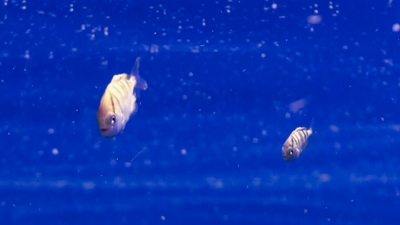 ヒレナガカンパチの幼魚