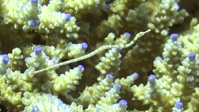 イシヨウジの幼魚