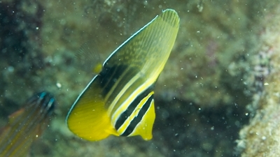 ヒレナガハギ幼魚