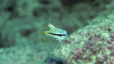 ヨコシマクロダイ幼魚