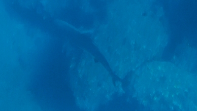 カマストガリザメ