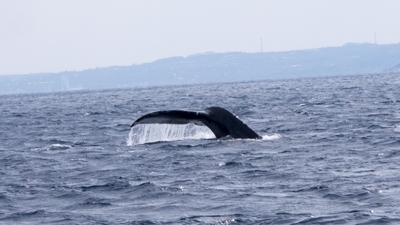 クジラ2