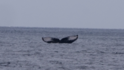 クジラ8