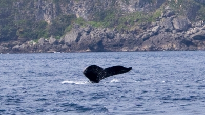 クジラ4