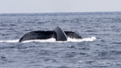 クジラ1