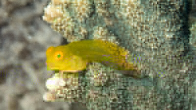 インドカエルウオ幼魚