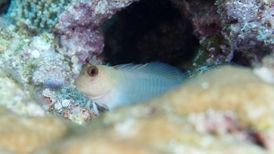タテガミカエルウオ幼魚