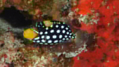 モンガラカワハギ幼魚