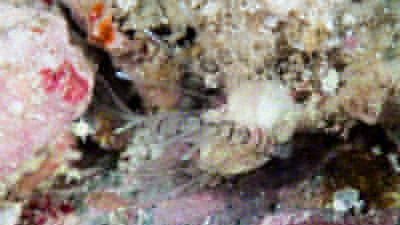 ハナミノカサゴ幼魚
