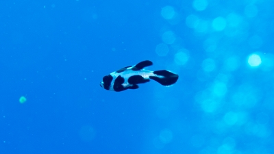 マダラタルミ幼魚