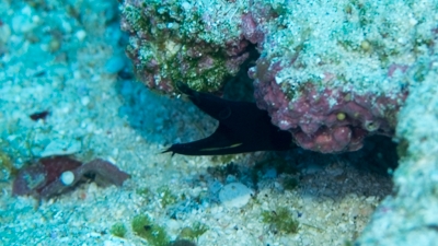 ハナヒゲウツボ幼魚