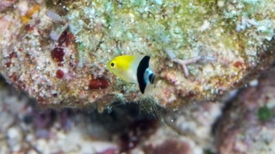 ヒレグロベラ幼魚
